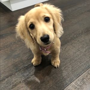 Meet your Posher, Anne